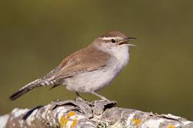 Attēlu rezultāti vaicājumam “Passeriformes”