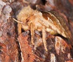 Attēlu rezultāti vaicājumam “Hepialus sylvina female”