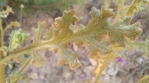 Attēlu rezultāti vaicājumam “Senecio viscosus leaf”