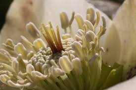 Image result for Christrose