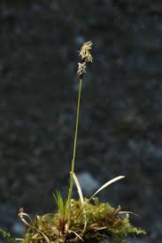 Attēlu rezultāti vaicājumam “Carex pilosa”