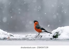 Attēlu rezultāti vaicājumam “Pyrrhula pyrrhula male”