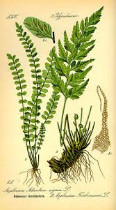 Attēlu rezultāti vaicājumam “Asplenium trichomanes”