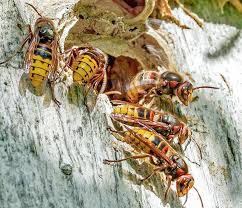 Attēlu rezultāti vaicājumam “Vespa crabro”