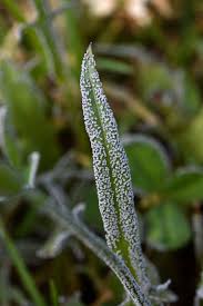 Attēlu rezultāti vaicājumam “Physarum cinereum macro”