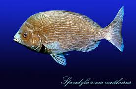 Image result for Spondyliosoma cantharus