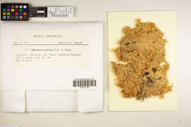 Attēlu rezultāti vaicājumam “Sphagnum tenellum”