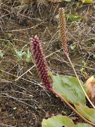 Attēlu rezultāti vaicājumam “Plantago major subsp. intermedia”