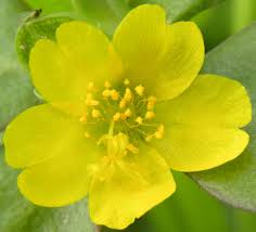 Attēlu rezultāti vaicājumam “Portulaca oleracea flower”