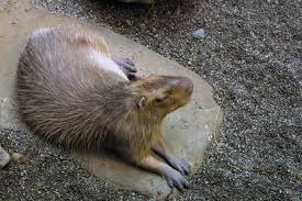 Attēlu rezultāti vaicājumam “Hydrochoerus hydrochaeris”