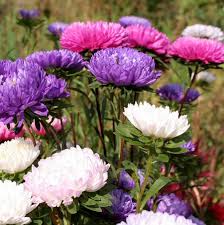 Image result for Aster alpinus