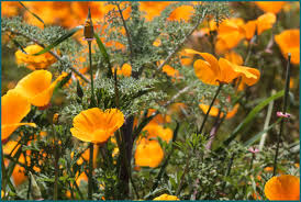 Attēlu rezultāti vaicājumam “Eschscholzia californica leaf”