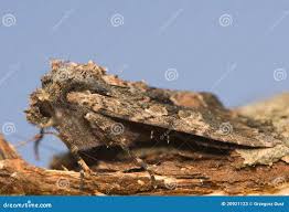 Attēlu rezultāti vaicājumam “Mniotype satura”