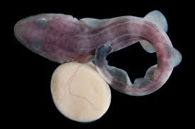 Image result for Poroderma pantherinum