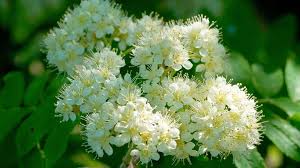 Attēlu rezultāti vaicājumam “Sorbus aucuparia flower”