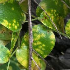 Attēlu rezultāti vaicājumam “Puccinia sessilis”