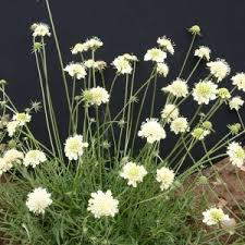 Image result for Scabiosa ochroleuca