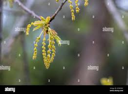 Attēlu rezultāti vaicājumam “Quercus robur male flower”