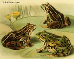 Attēlu rezultāti vaicājumam “Pelophylax adult”