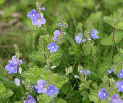 Attēlu rezultāti vaicājumam “Veronica chamaedrys leaf”