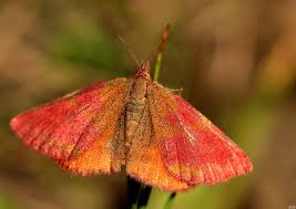 Attēlu rezultāti vaicājumam “Lythria cruentaria”