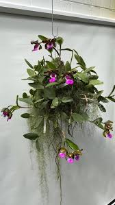 Attēlu rezultāti vaicājumam “Trichia ambigua stalked”