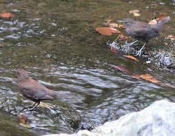 Attēlu rezultāti vaicājumam “Cinclus cinclus adult”