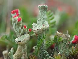 Attēlu rezultāti vaicājumam “Cladonia coccifera”