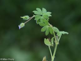 Attēlu rezultāti vaicājumam “Geranium pusillum leaf”