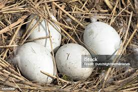 Attēlu rezultāti vaicājumam “Gallinago gallinago eggs”