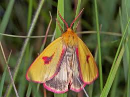 Attēlu rezultāti vaicājumam “Diacrisia sannio”