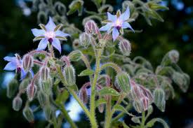 Image result for Borretsch