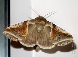 Attēlu rezultāti vaicājumam “Habrosyne pyritoides”