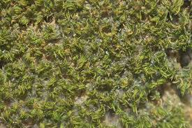 Attēlu rezultāti vaicājumam “Gymnostomum aeruginosum”