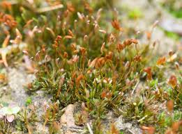 Attēlu rezultāti vaicājumam “Pogonatum nanum”