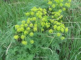 Attēlu rezultāti vaicājumam “Diderma rufostriatum sessile”