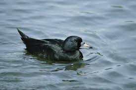 Attēlu rezultāti vaicājumam “Melanitta nigra male”