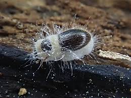 Attēlu rezultāti vaicājumam “Collaria rubens young”