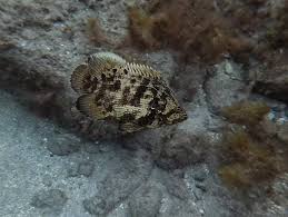 Image result for Lobotes surinamensis