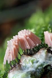 Attēlu rezultāti vaicājumam “Stemonitis lignicola spores”