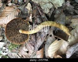 Attēlu rezultāti vaicājumam “Stropharia albocrenulata”