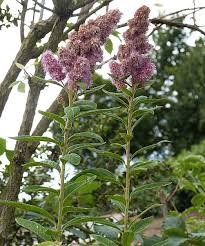 Attēlu rezultāti vaicājumam “Spiraea salicifolia”