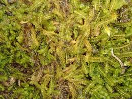 Attēlu rezultāti vaicājumam “Trilophozia quinquedentata”