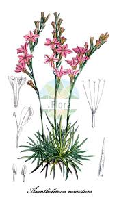 Attēlu rezultāti vaicājumam “Plumbaginaceae”