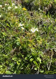 Attēlu rezultāti vaicājumam “Pinguicula alpina flower”