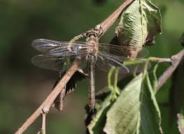 Attēlu rezultāti vaicājumam “Cordulia aenea”