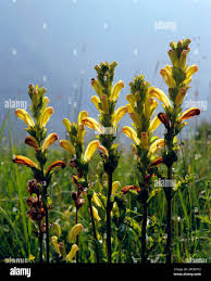 Attēlu rezultāti vaicājumam “Pedicularis sceptrum-carolinum leaf”