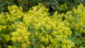 Image result for Frauenmantel