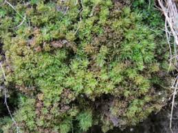 Attēlu rezultāti vaicājumam “Atrichum flavisetum”