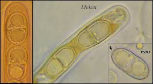 Attēlu rezultāti vaicājumam “Acrocordia gemmata”